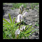 lupinus microcarpus var densiflorus